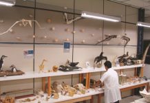 Vestibular 2019/2020 – Ciências Biológicas – Biologia Marinha: atrai alunos de todo o País