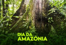 Em 5 de setembro, é comemorado o Dia da Amazônia, bioma que está entre os mais ricos e essenciais para a vida no mundo e que ocupa boa parte do território brasileiro na região Norte