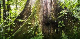 Em 5 de setembro, é comemorado o Dia da Amazônia, bioma que está entre os mais ricos e essenciais para a vida no mundo e que ocupa boa parte do território brasileiro na região Norte